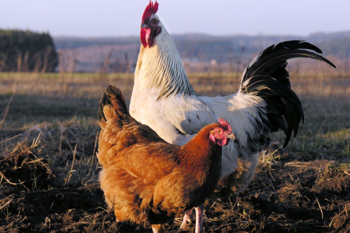 reasons to keep a rooster