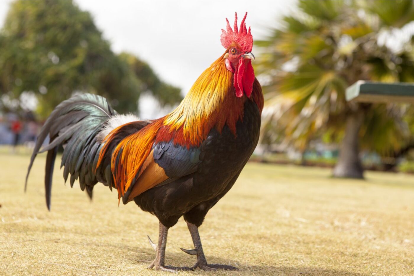 reasons to keep a rooster exotic rooster