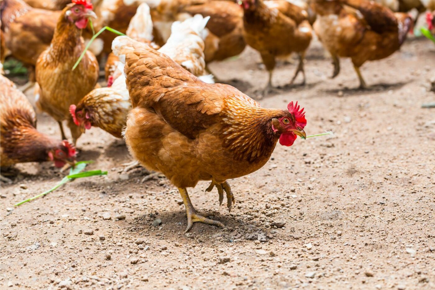 reasons to keep a rooster happy hens