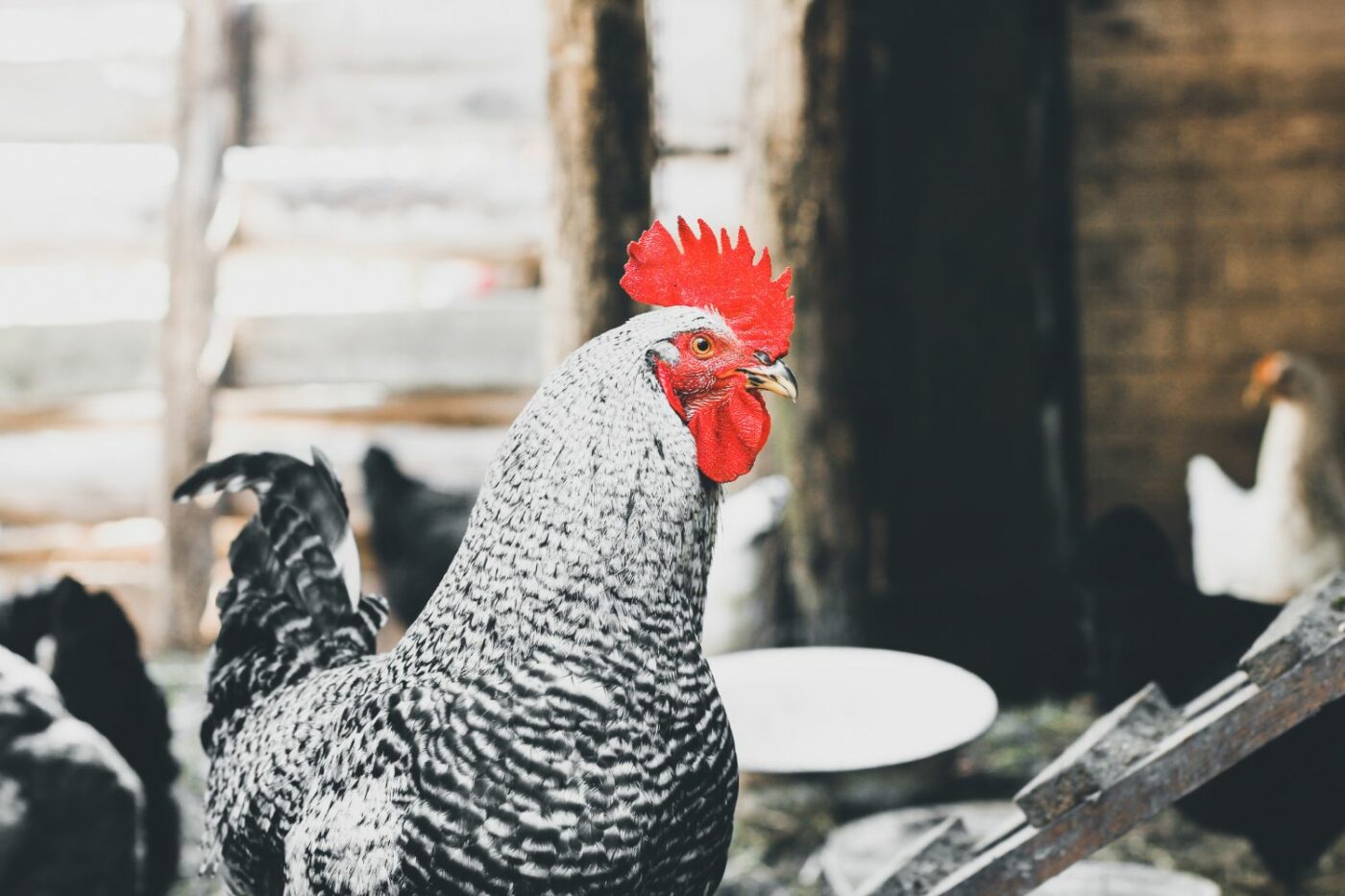 reasons to keep a rooster rooster (1)