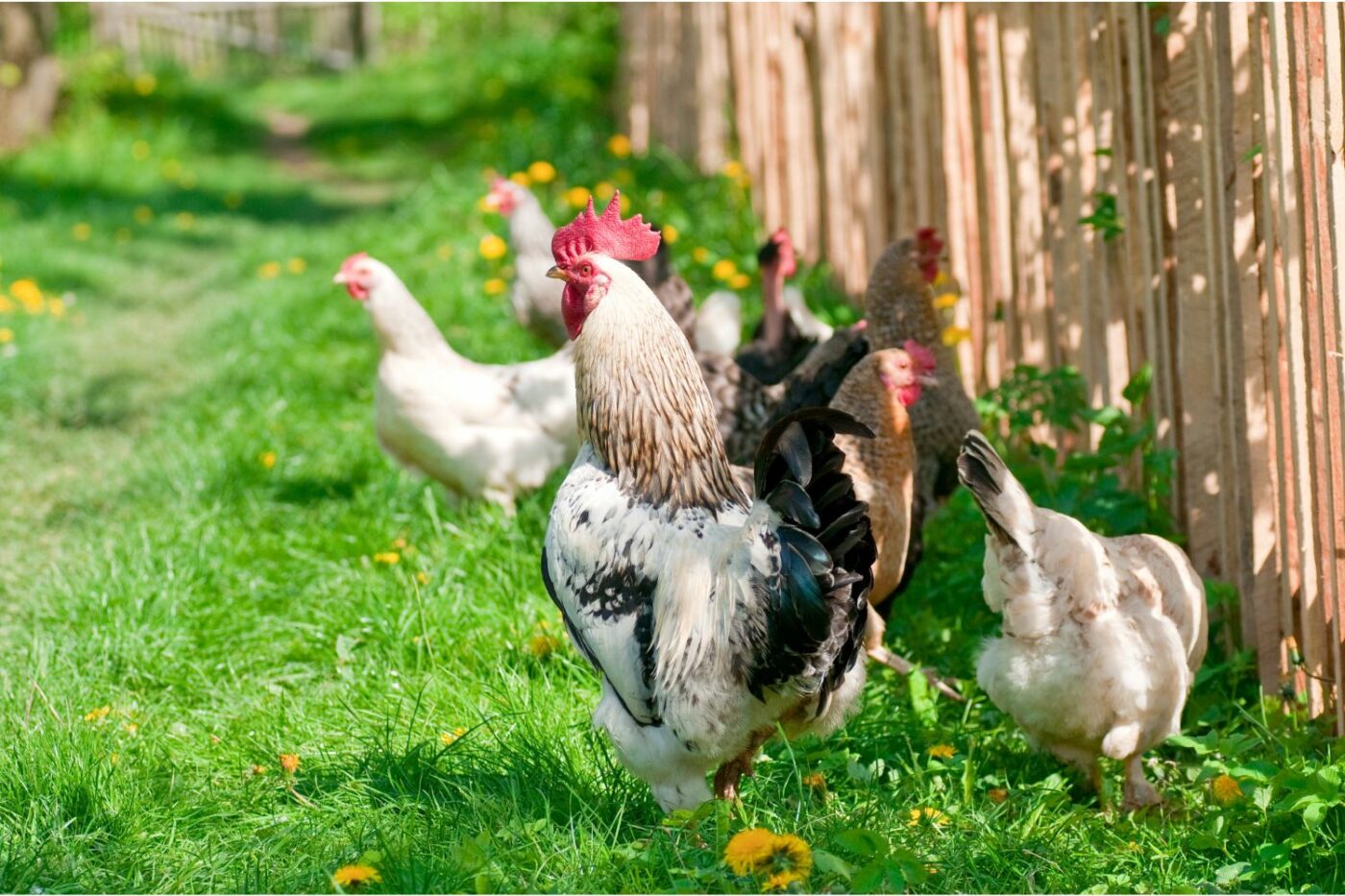 reasons to keep a rooster rooster and hens