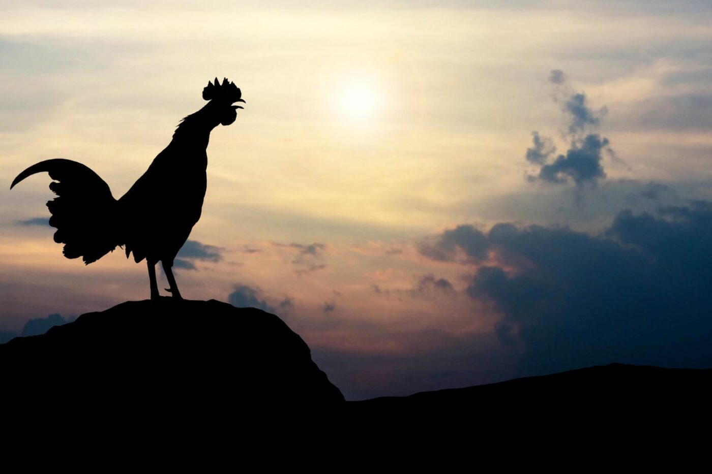 reasons to keep a rooster rooster crowing