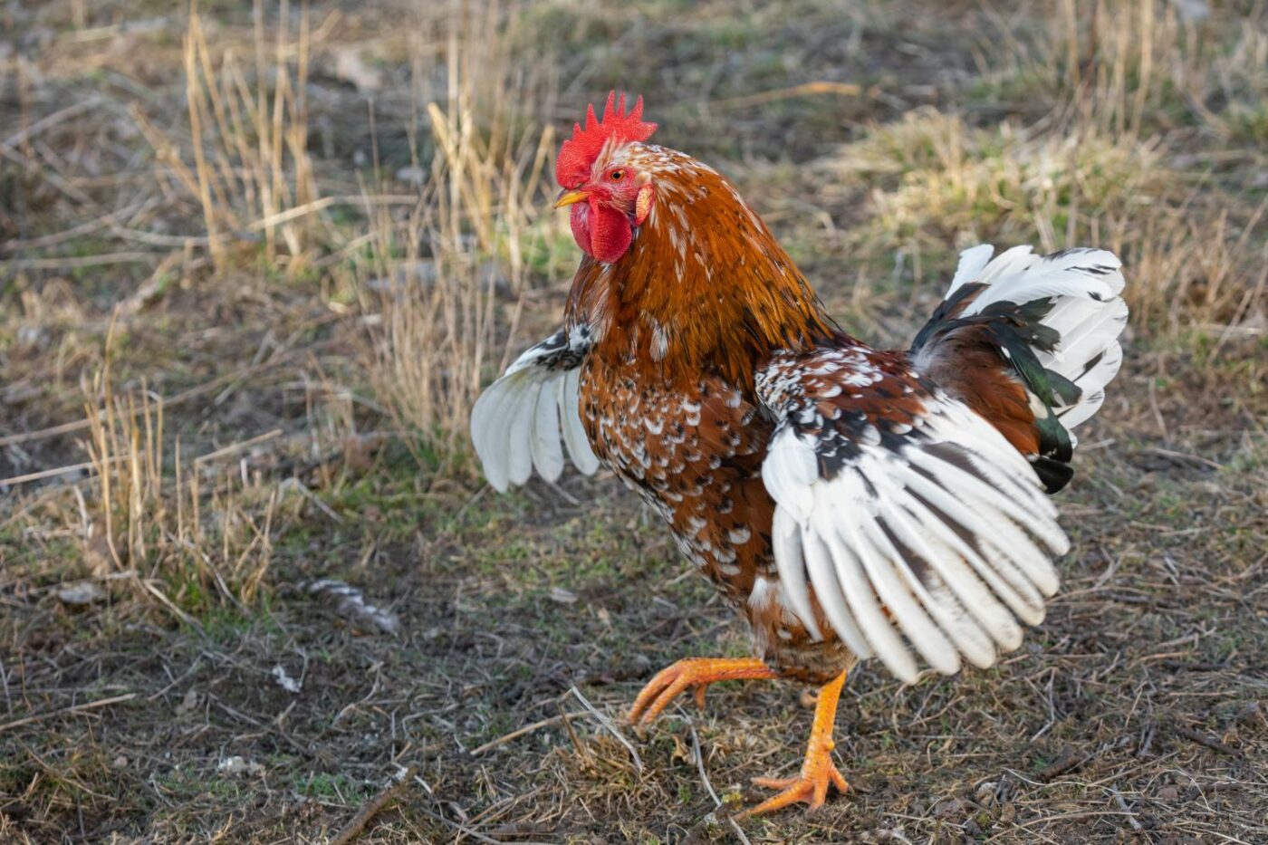 reasons to keep a rooster rooster dancing