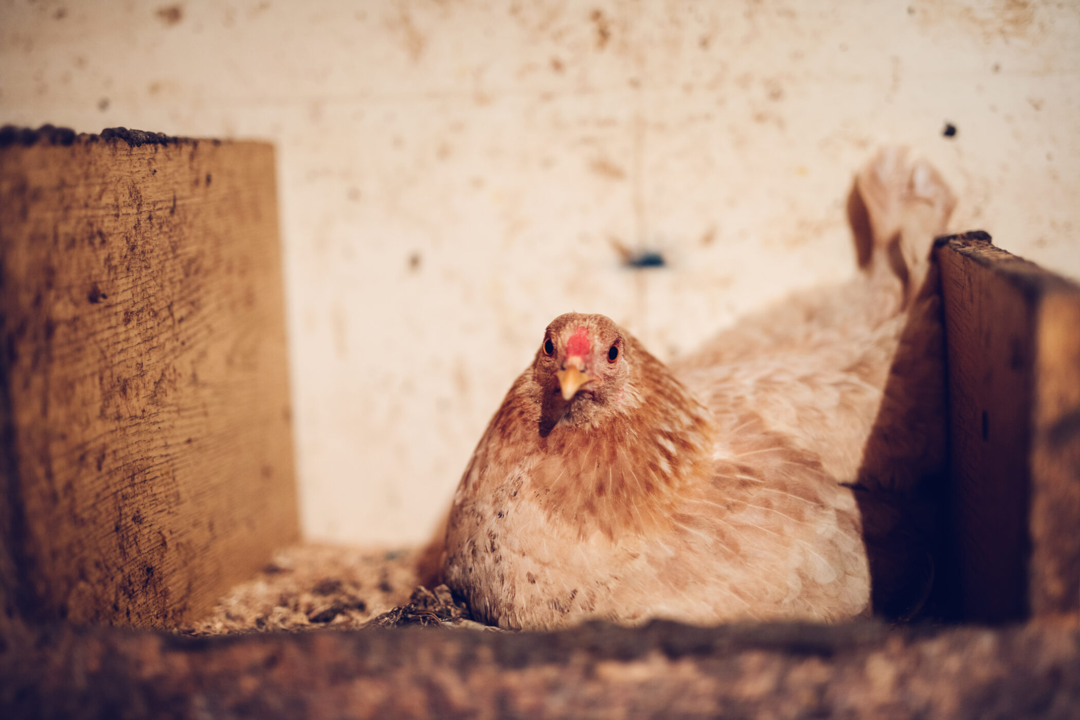 turning a shed into a chicken coop hen roosting