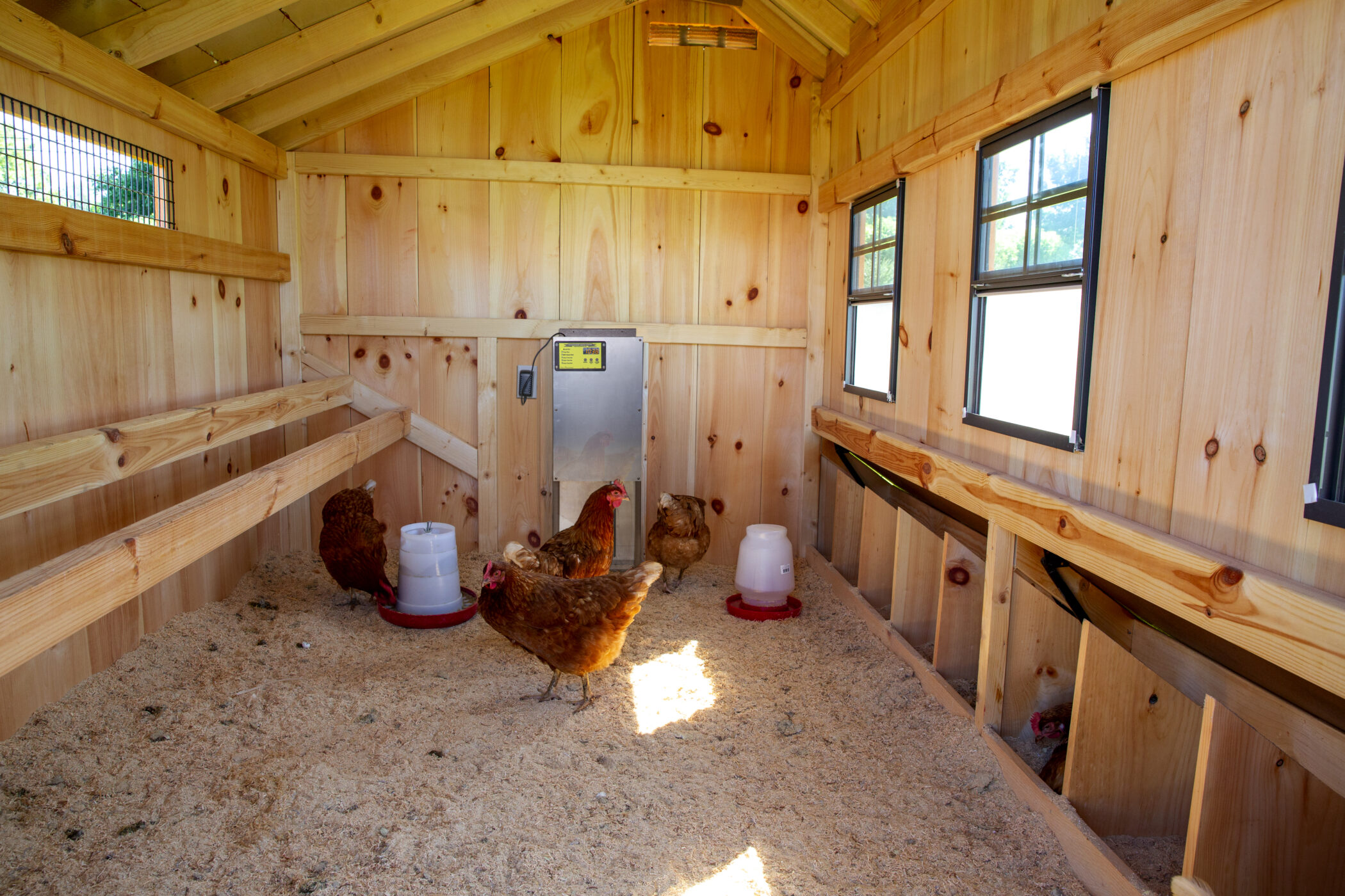 turning a shed into a chicken coop smart coop door installed 2