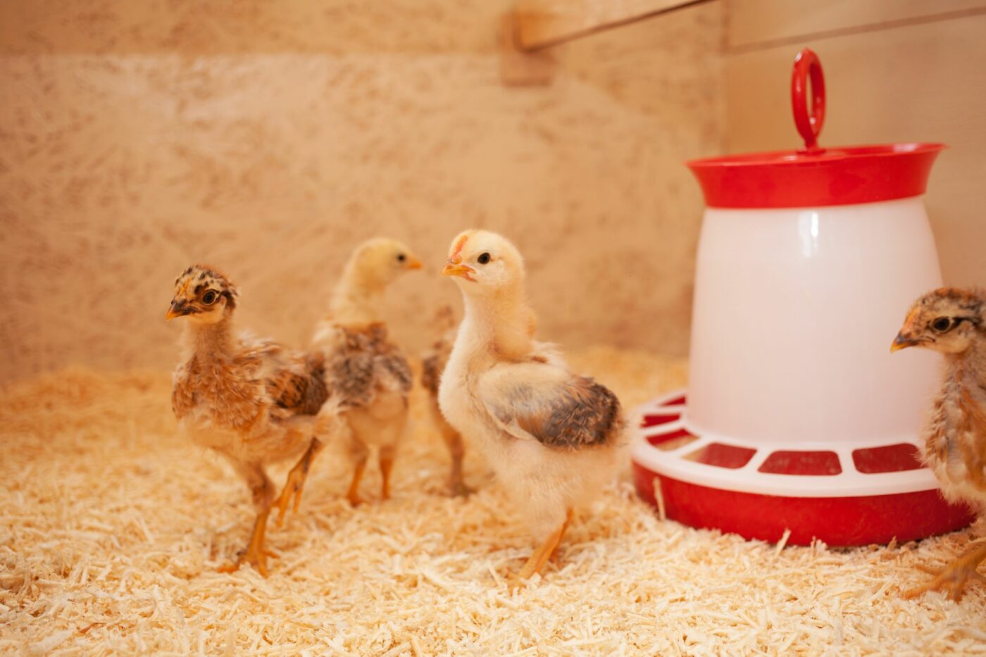 deep litter coop (2)