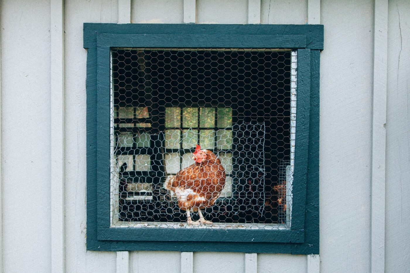 deep litter coop (6)