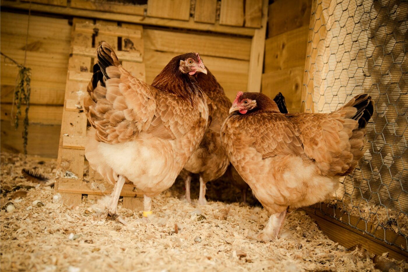 deep litter coop chickens in coop (1)