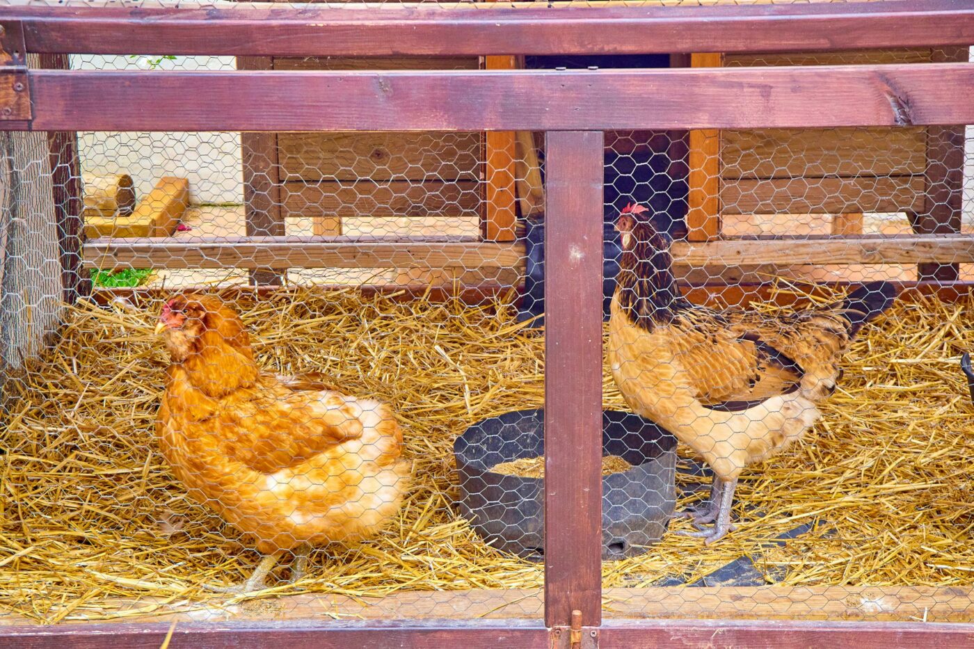 deep litter coop chickens in coop