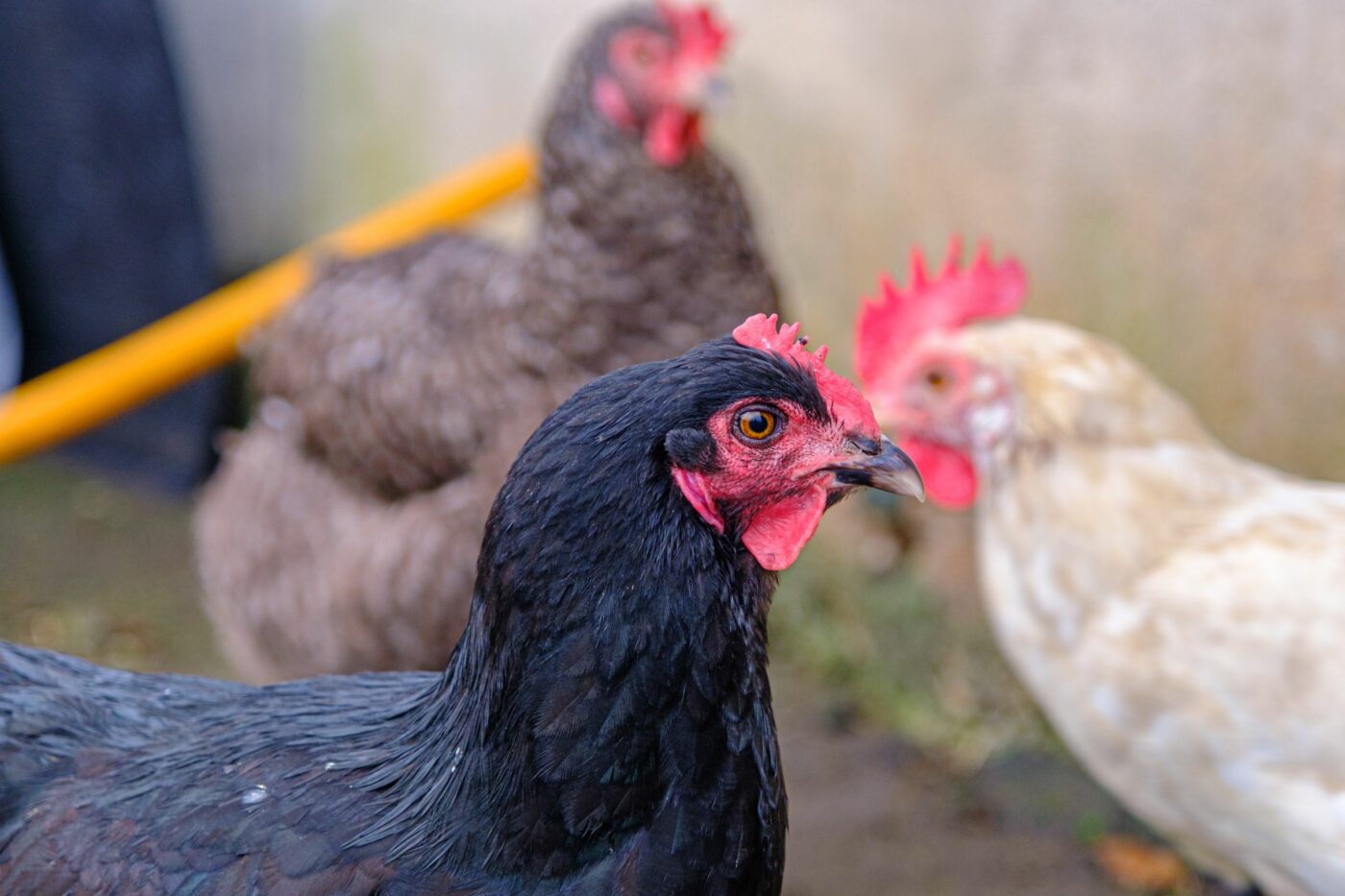 deep litter coop happy hens