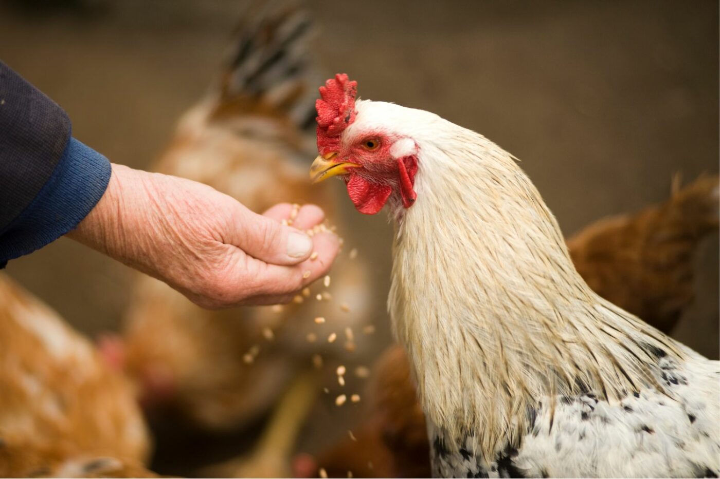 how much do chicken cost