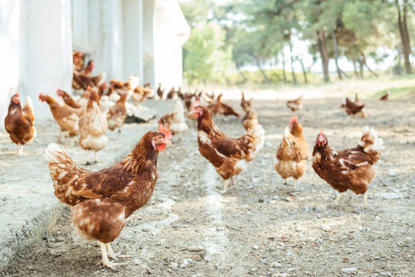 how much do chicken cost