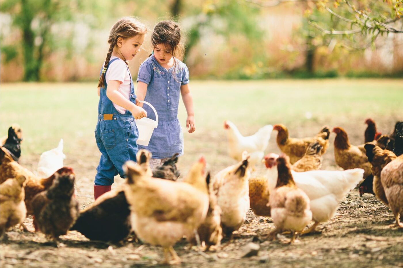how much do chicken cost