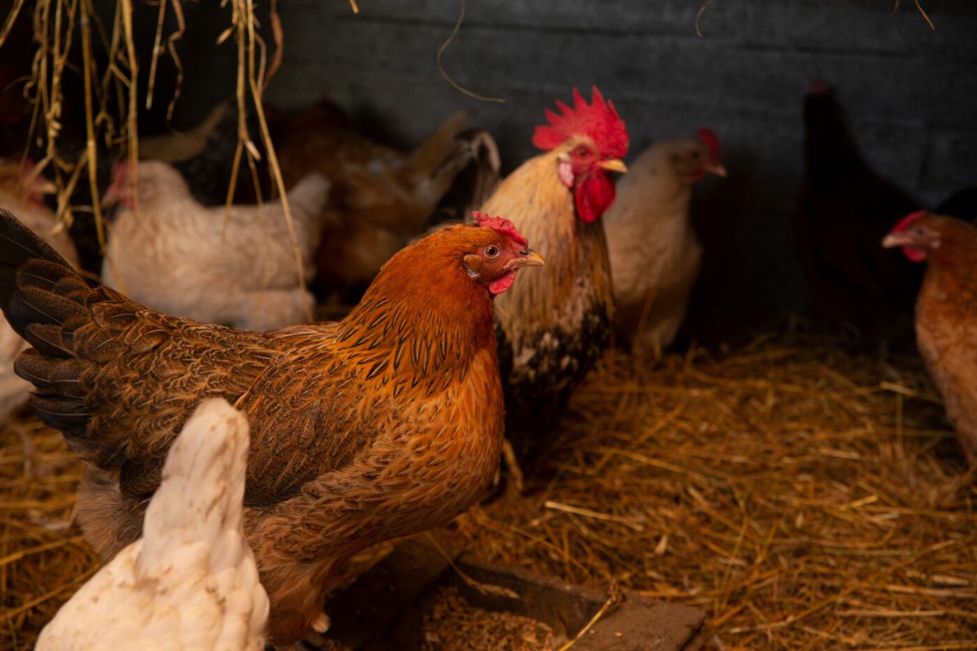 how much do chicken cost