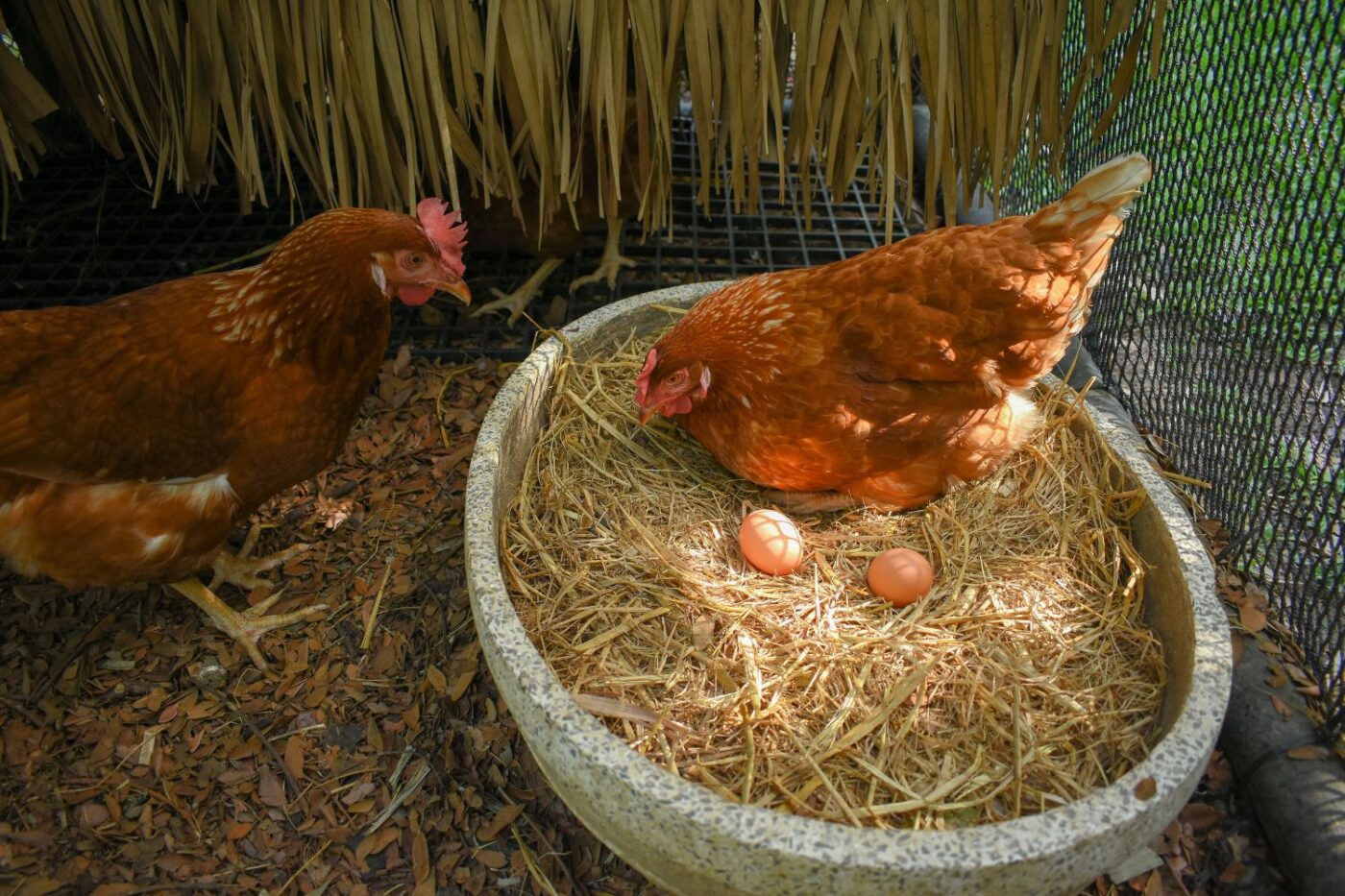 easy clean chicken coops (1)