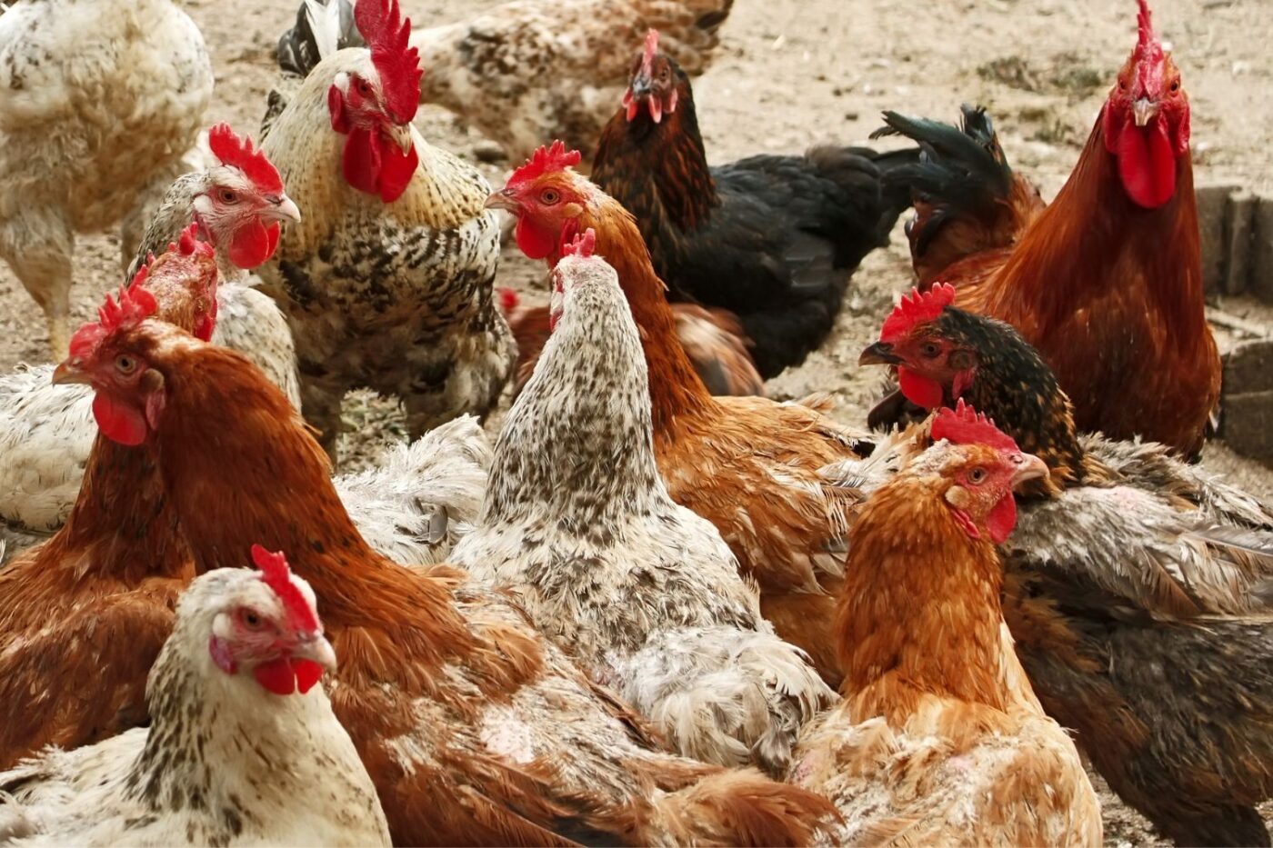 easy clean chicken coops