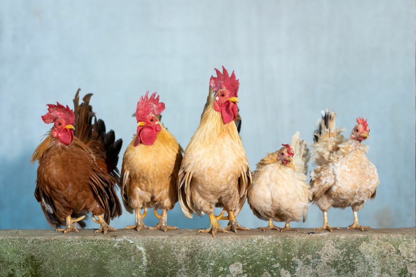 easy clean chicken coops