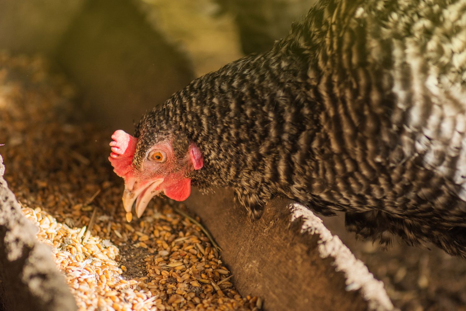 what makes a good chicken coop