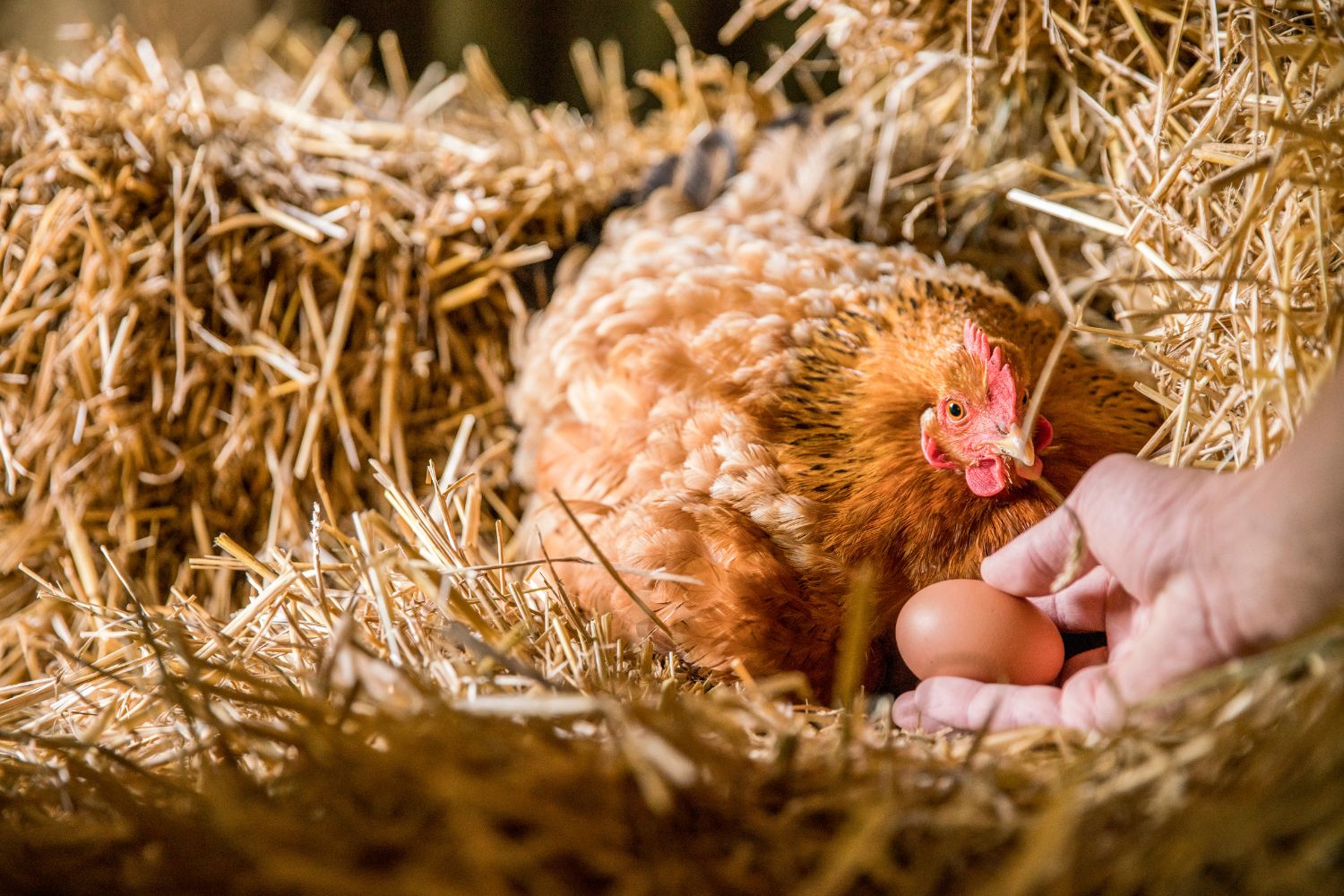 inside a chicken coop (2)