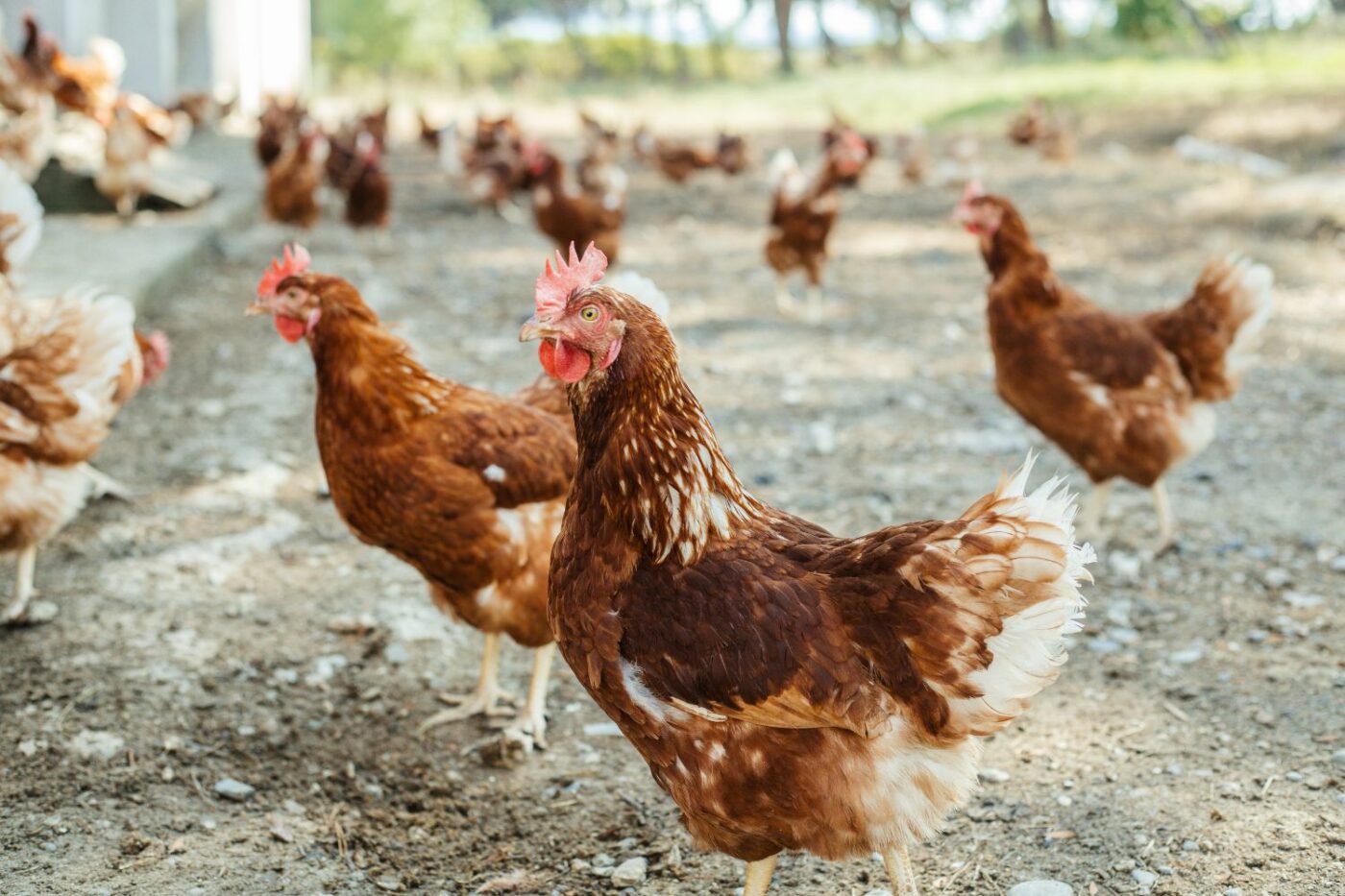 chickens (1)