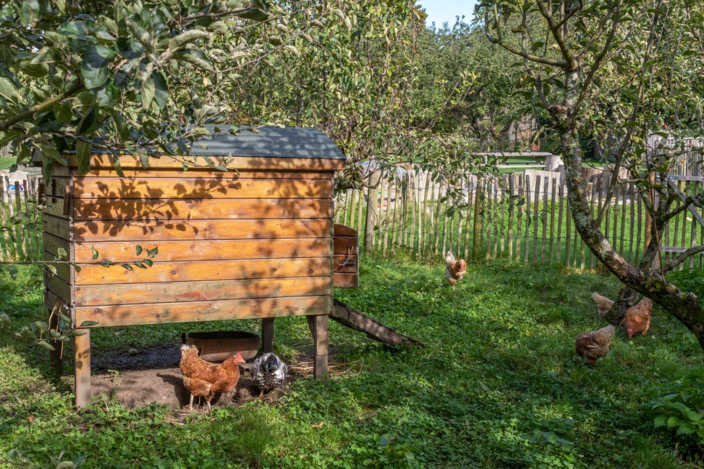 chicken coop ideas coop gallery (3)