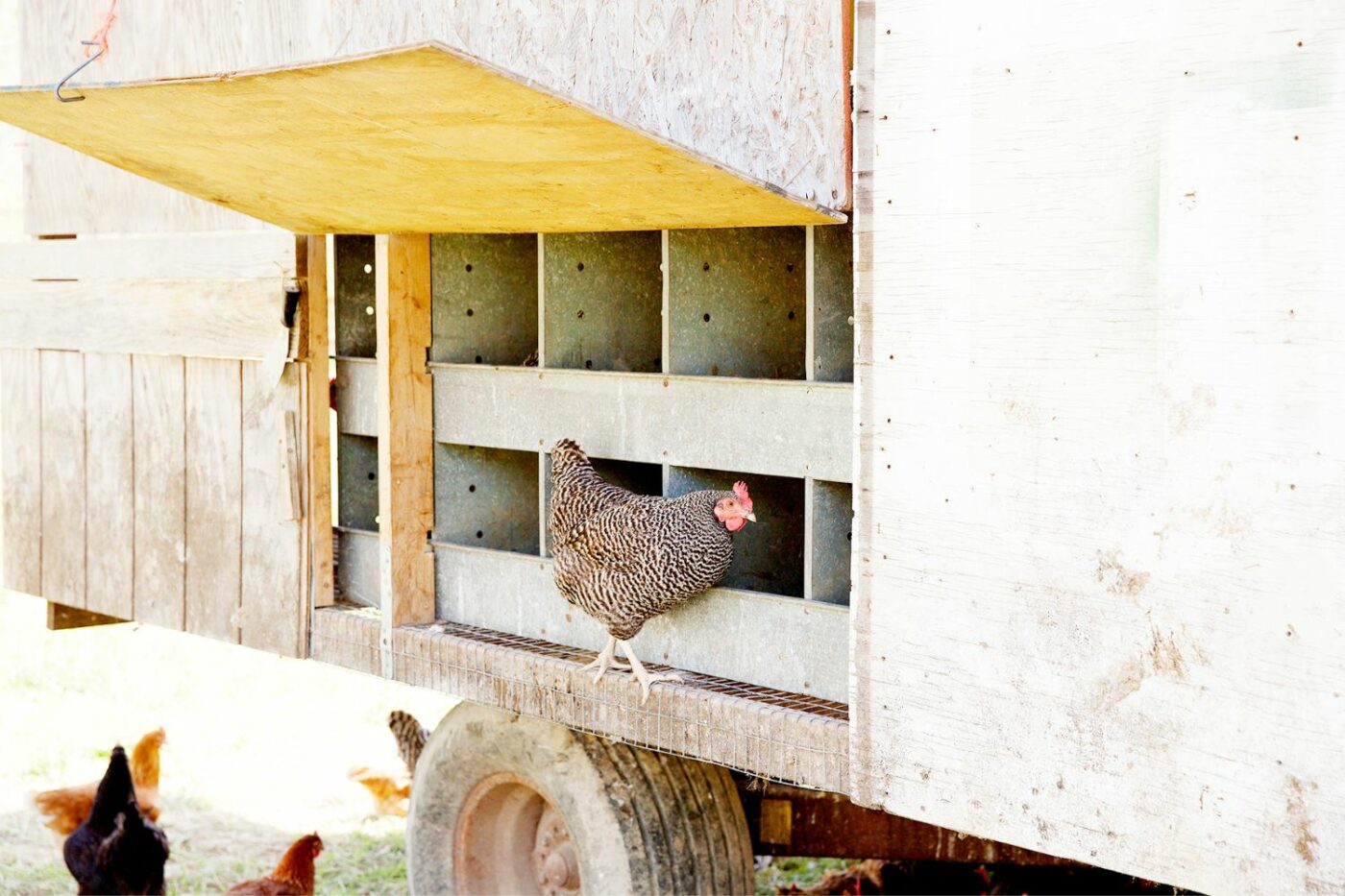 chicken coop ideas coop gallery (6)