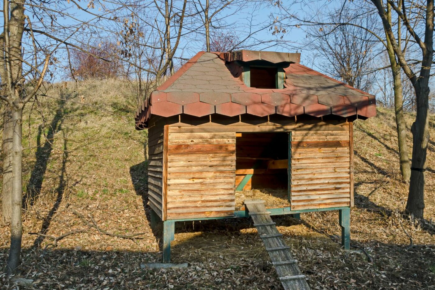 chicken coop ideas coop in the shade (1)