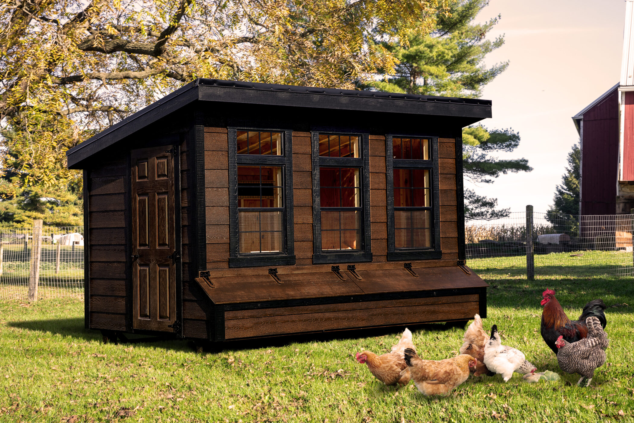 dark brown modern lean to chicken coops for sale in Wichita KS with three large windows in front and black trim