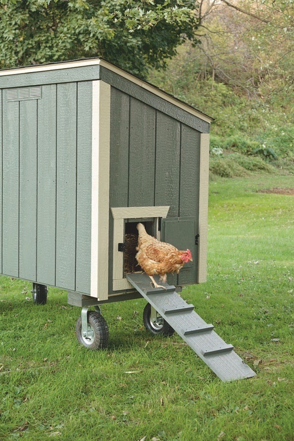 chicken ramp