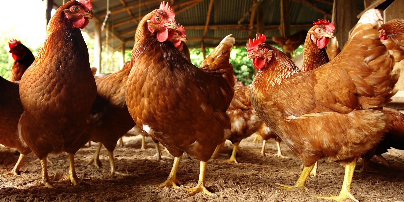 chicken coop size