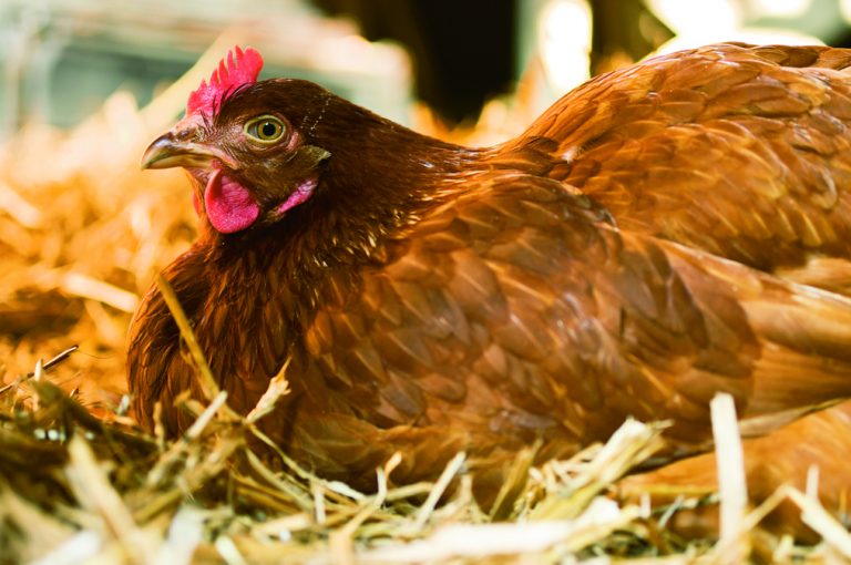 chicken coop size Chicken Nesting