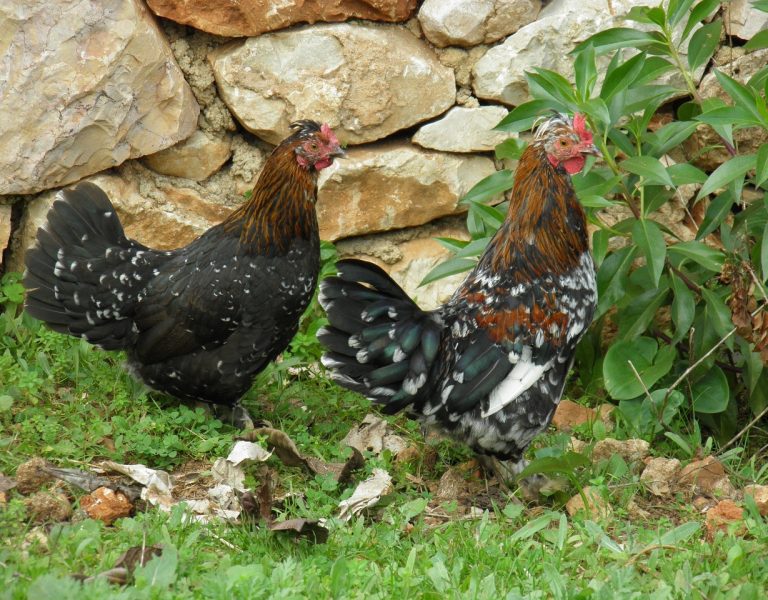 chicken coop size Hen Bantams Dutch Bantams Chicken Poultry Farm 1083222