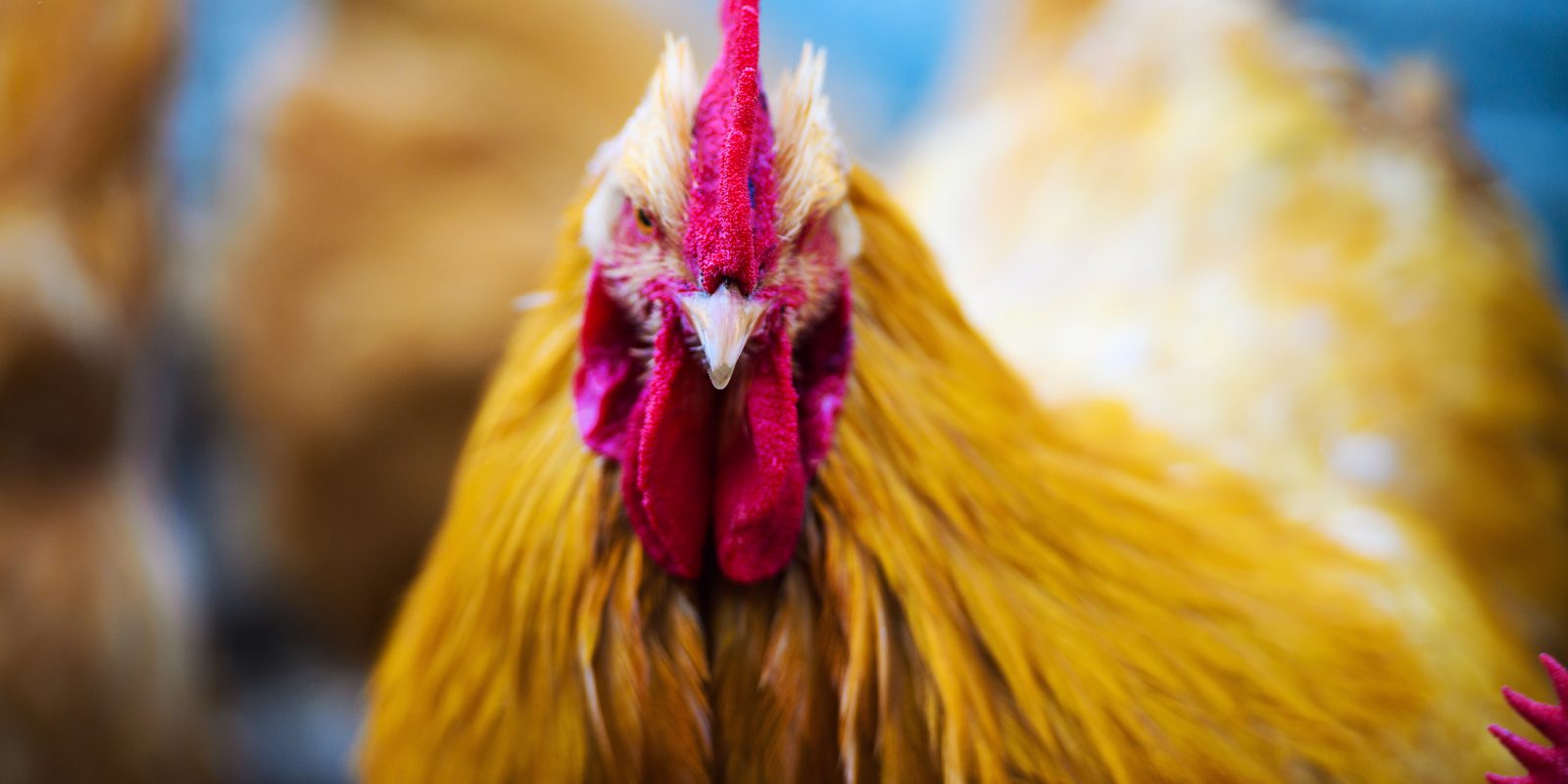 How Much Does It Cost To Raise Chickens? The Hen House Collection