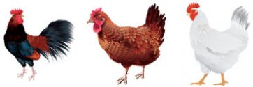 back yard chickens coop