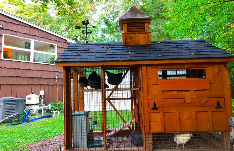 chicken coop story in ct