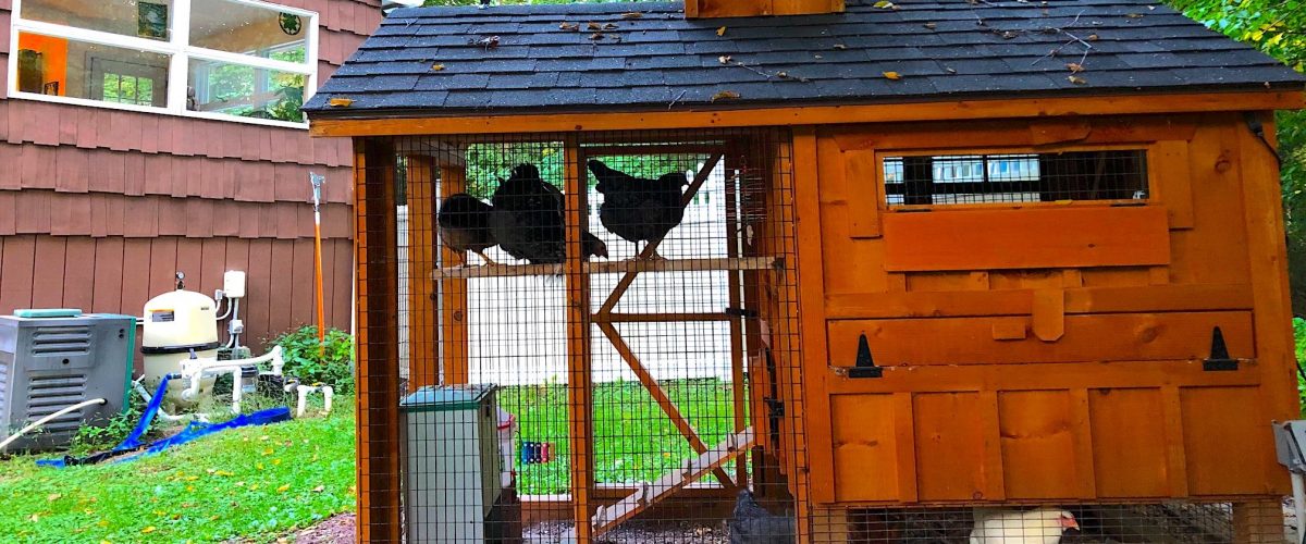 chicken coop in connecticut
