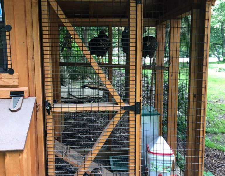 combination chicken coop in connecticut