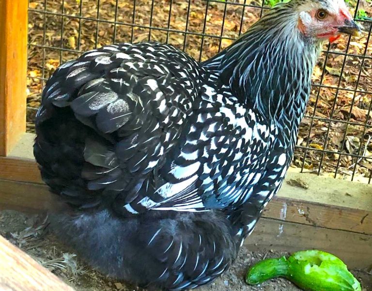 hen house chicken coop in connecticut