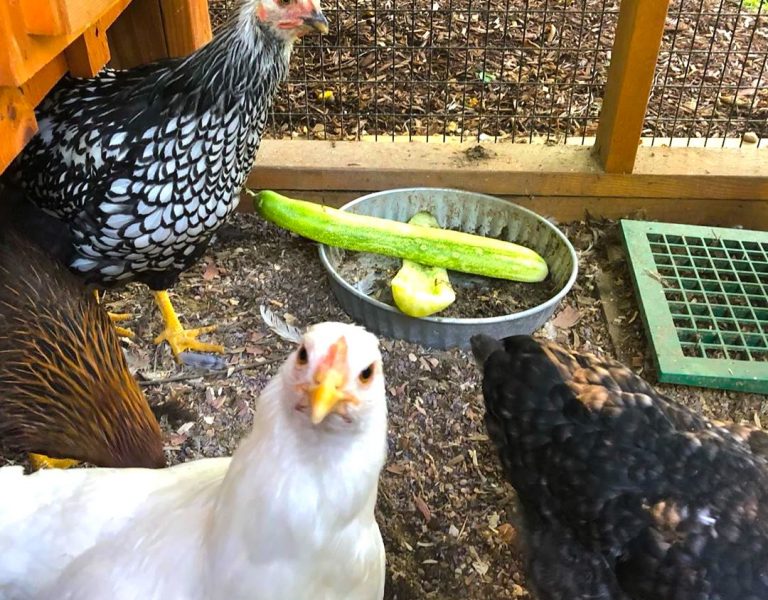 watchchickens in chicken coop in ct