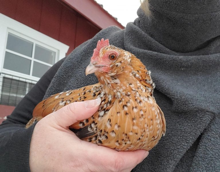 large chicken coop with a chicken