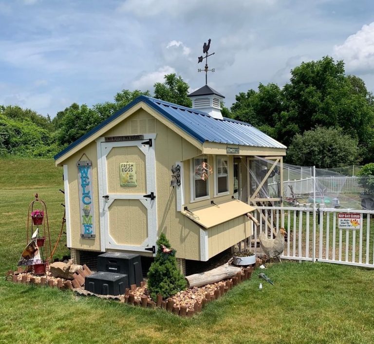 amys chicken coop story