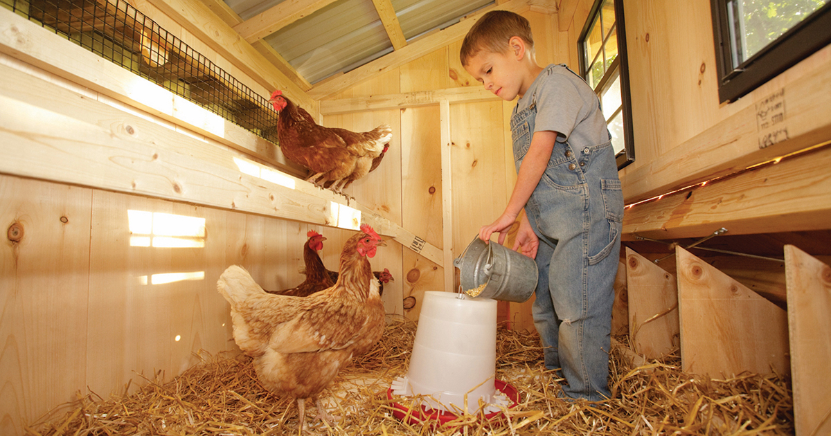 hen house collection coop boy with chickens 1