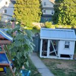 sues chicken coop