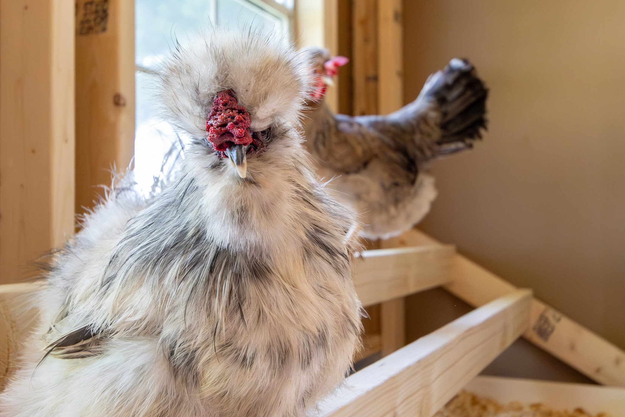 two chickens one fluffy gray one looking at camera on roosting bar