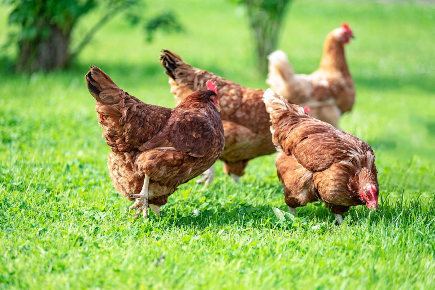 when do chickens start laying eggs (1)