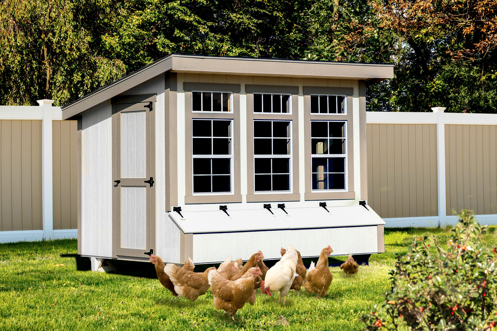 white lean to coop with tan trim three windows and an egg collection